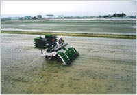 �c�A���̗l�q